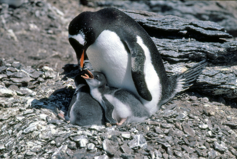 penguin bird nest