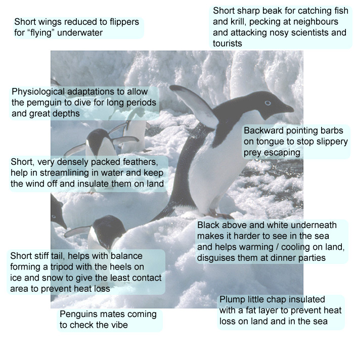 Blue penguin, Antarctic Bird Species & Adaptations