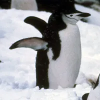 Chinstrap penguin