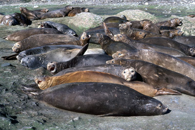 Southern Elephant seal