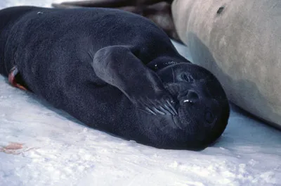 Southern Elephant seal