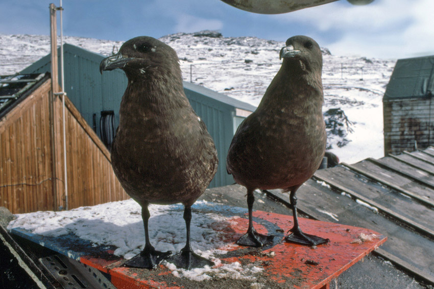 Antarctic or South Polar Skua