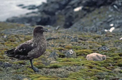 Antarctic or South Polar Skua