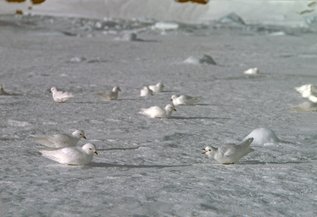 Snow petrels on sea ice
