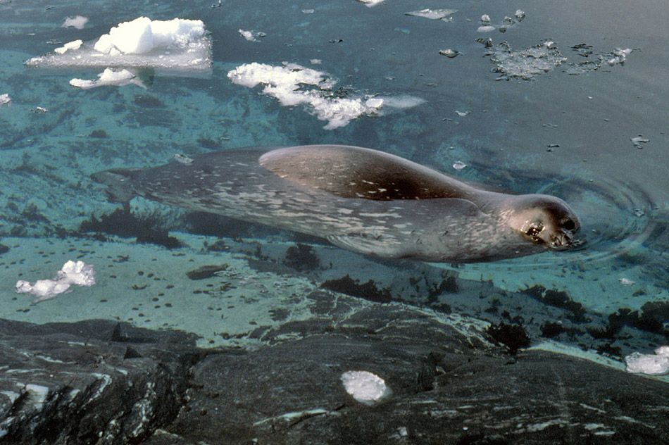 Weddell Seal, mother and pup