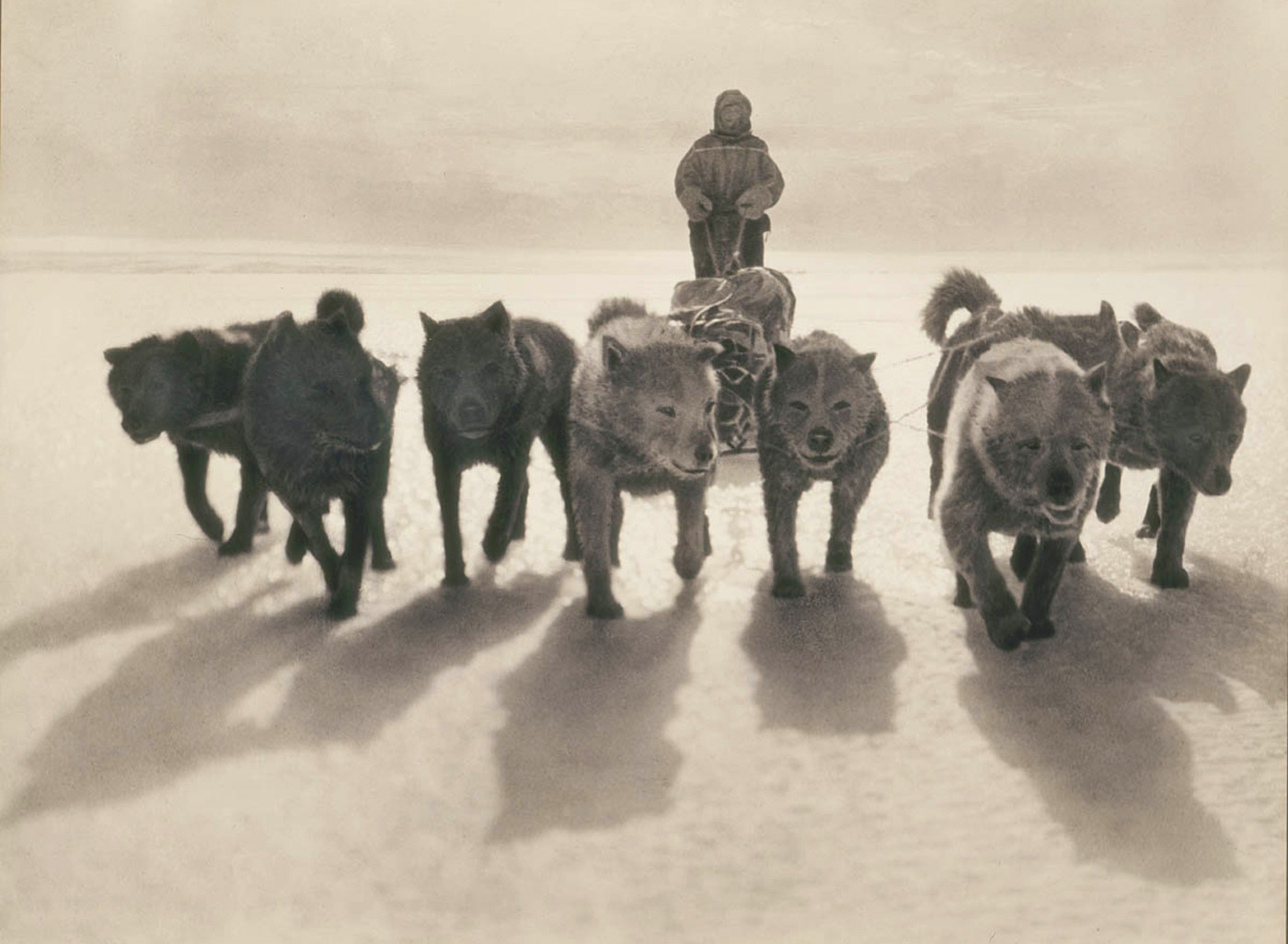 how far can a typical dog team pull a sled in one day