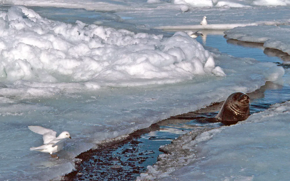 Snow petrels at a tide crack