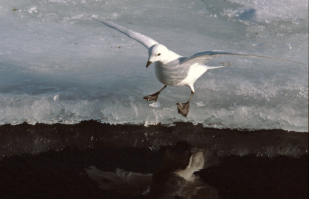 Snow petrel at a tide crack