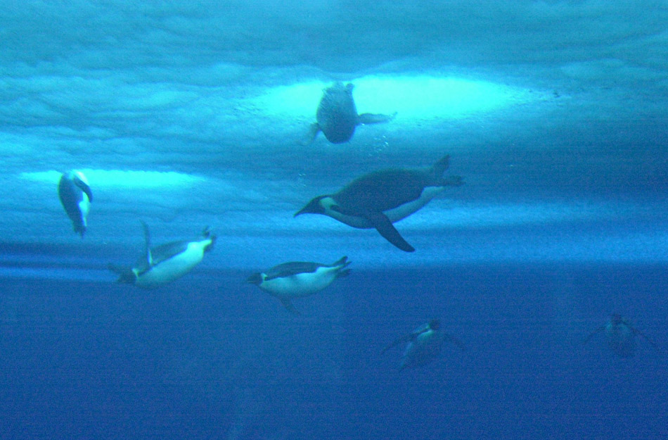 emperor penguins under water