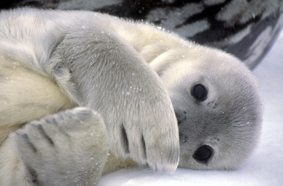 weddell seal full body