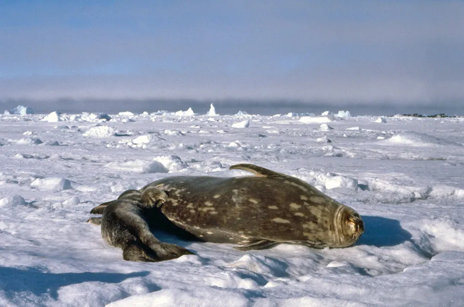 Weddell Seal, mother and pup