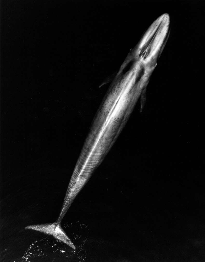 Blue whale, picture courtesy NOAA
