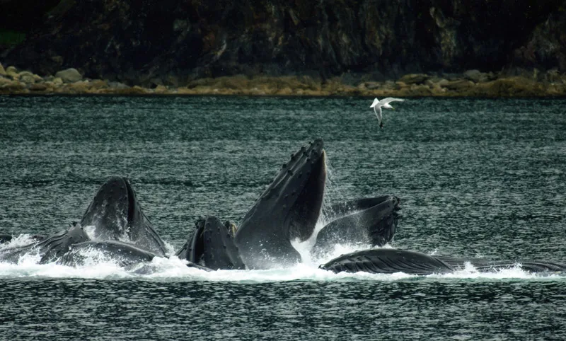 Humpback whale underwater