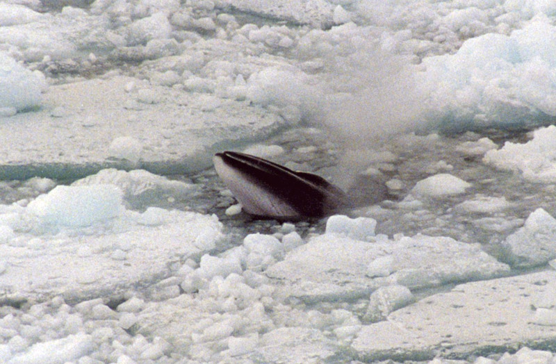 Minke whale in ross sea
