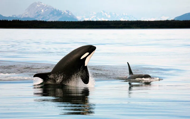 Humpback whale underwater