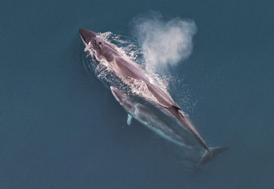 Sei whales, mother and calf