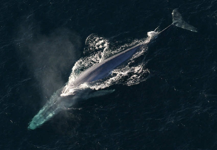 Blue whale, picture courtesy NOAA