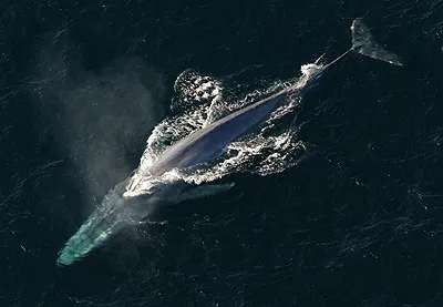 Blue whale, picture courtesy NOAA