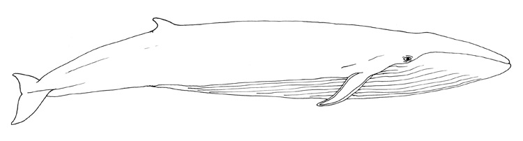 Blue Whale Facts And Pictures Balaenoptera Musculus