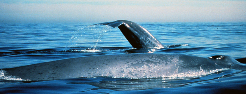 Blue whales preparing to dive, picture courtesy NOAA