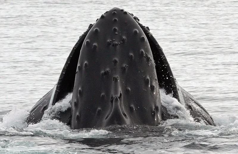 Humpback whale underwater