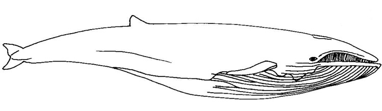 fin whale size