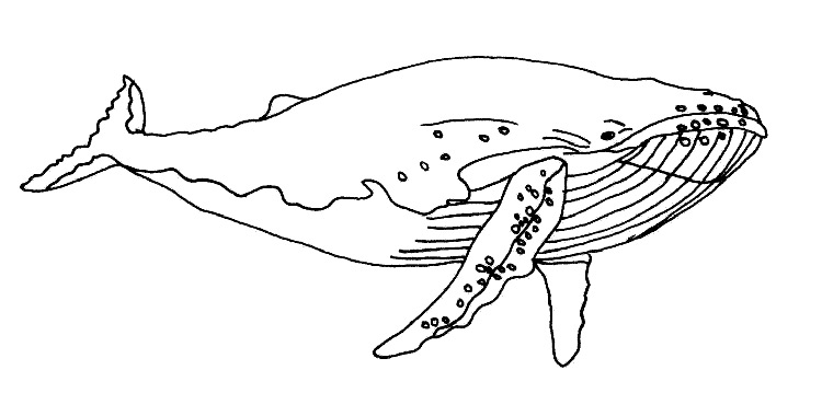 Горбатый кит нарисовать