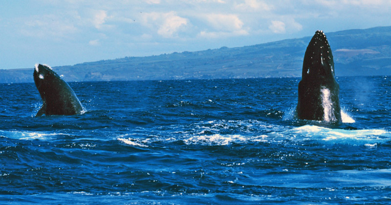 Humpback whale underwater