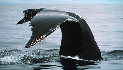 Humpback tail, note the barnacles on the outside edge, photo NOAA