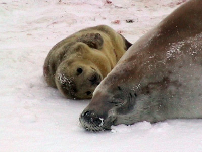 Crabeater Seal Pup - Just a Few Hours Old