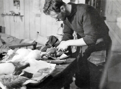 Scientist Dissecting a Penguin - Admiralty Bay