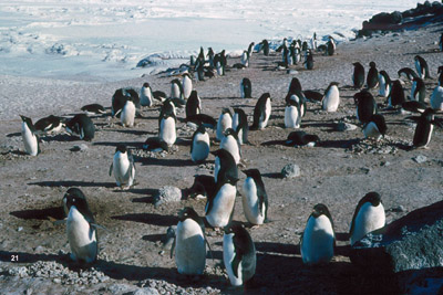 Adelie penguins in rookery at Hallet Station