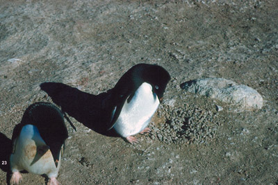 Penguin couple with nest of pebbles.