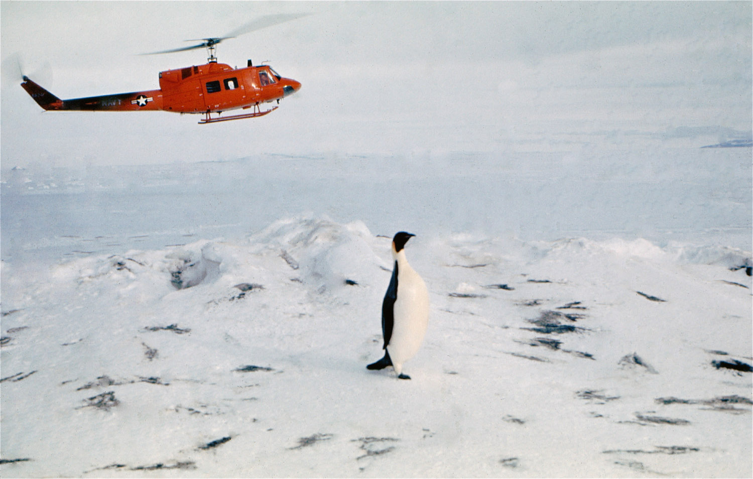 Antarctica Aircraft - Helicopter and Emperor Penguin