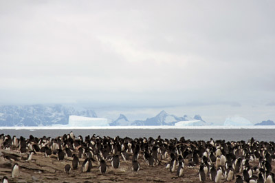 Adelie penguin colony and icebergs between Signy and Coronation Islands