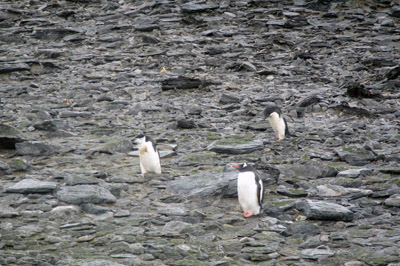 One of each of the major penguin species in Signy - Adelie, Chinstrap and Gentoo