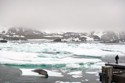 Elephant seals relaxing on an ice floe in front of base
