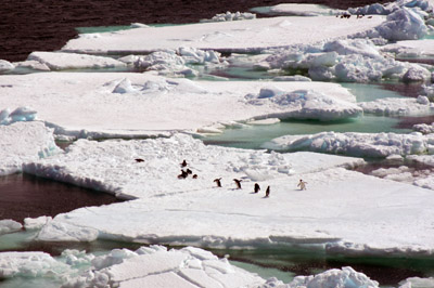 Adelie penguins getting about on ice-floes