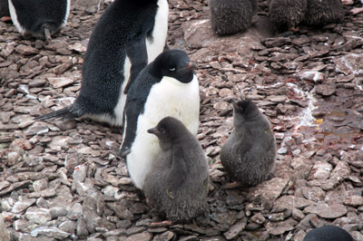 Adelie penguin and chicks