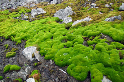 A verdant moss bank
