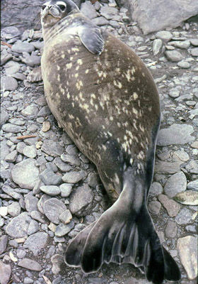Weddel seal