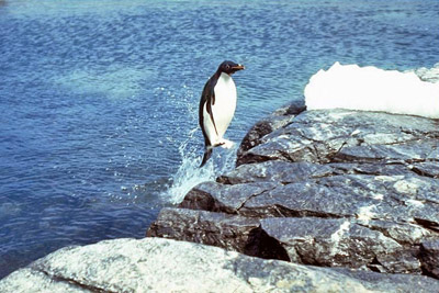 Adelie penguin emerging from the sea