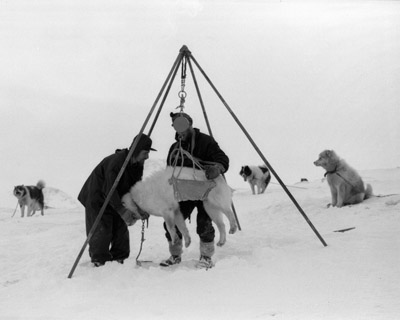 Dog weigh 1959