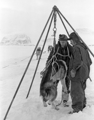 The dog trebuchet was loaded to prepare for firing 1959