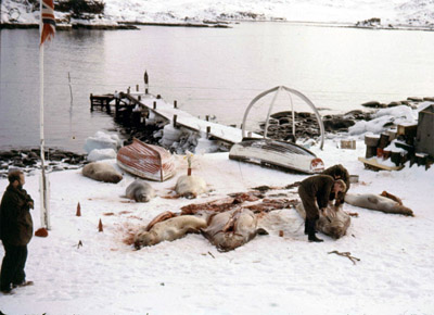 Cutting up seals to feed the dogs