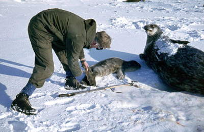 Fred Topliffe - Tagging a recently born Weddell seal