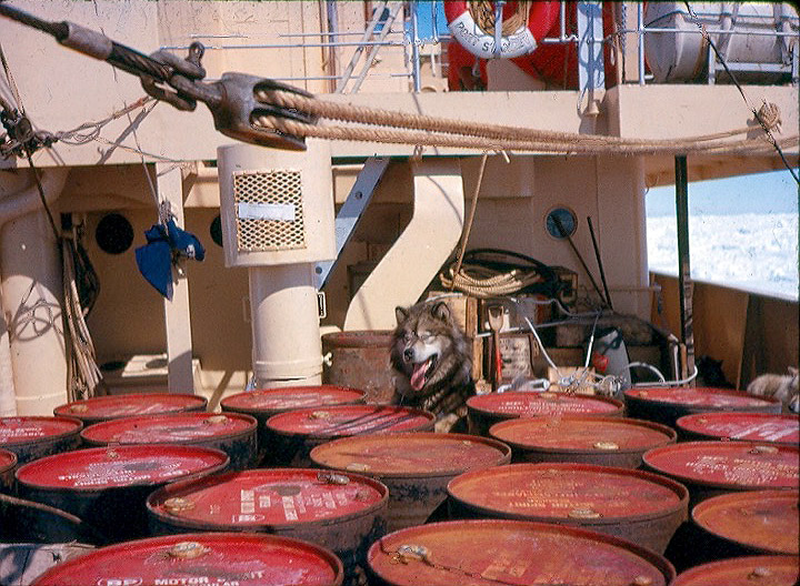 Fuel drums and sled dog on the ship