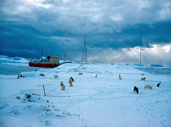 Sled dogs on spans at an Antarctic Base