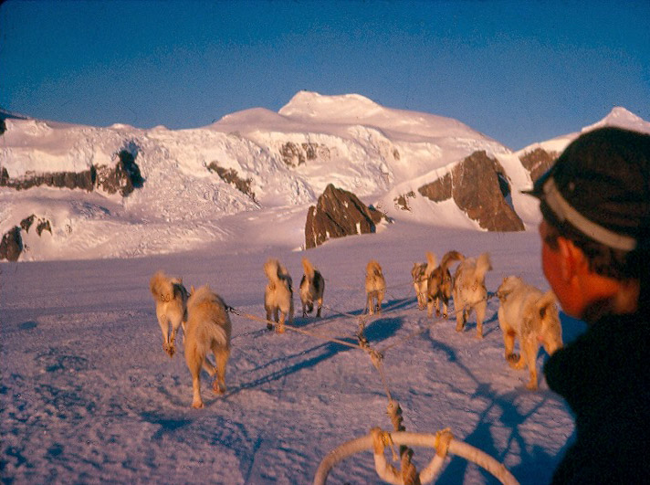 Dogs pulling a sled