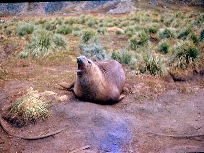 Elephant seal, South Georgia